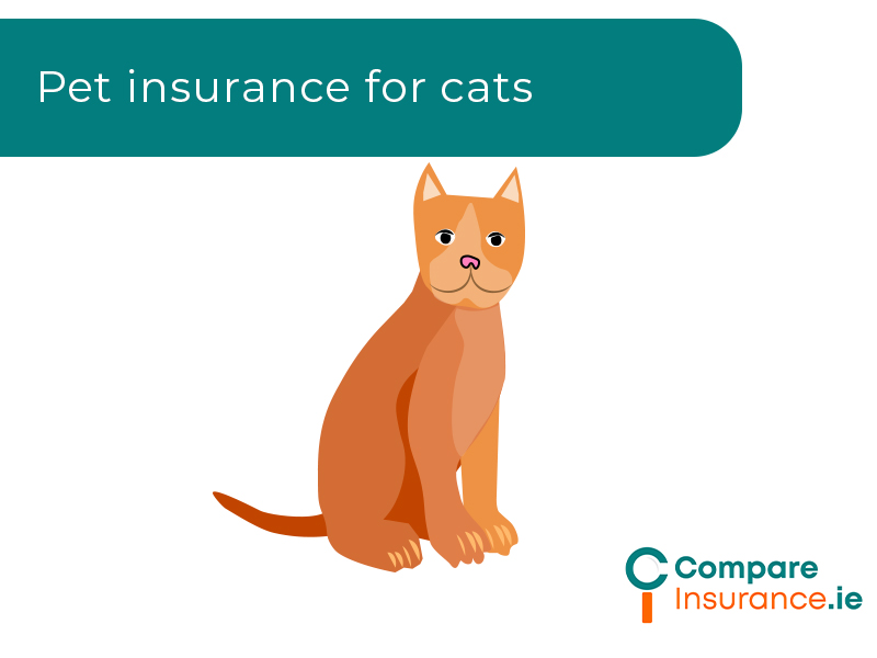 Pet insurance for cats
