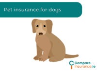 Pet Insurance Ireland | CompareInsurance.ie