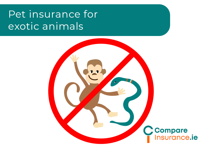 Pet insurance for exotic animals