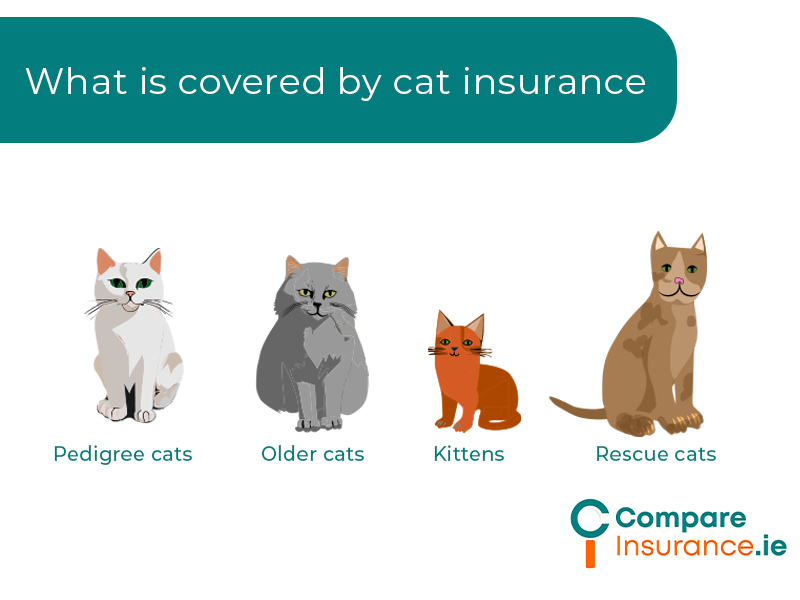 What does cat insurance cover
